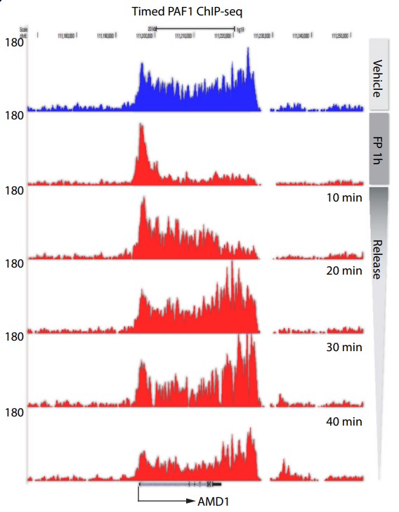UCSC Genome Browser views of a representative PAF1 time course ChIP-seq in LNCaP-abl cells.jpg